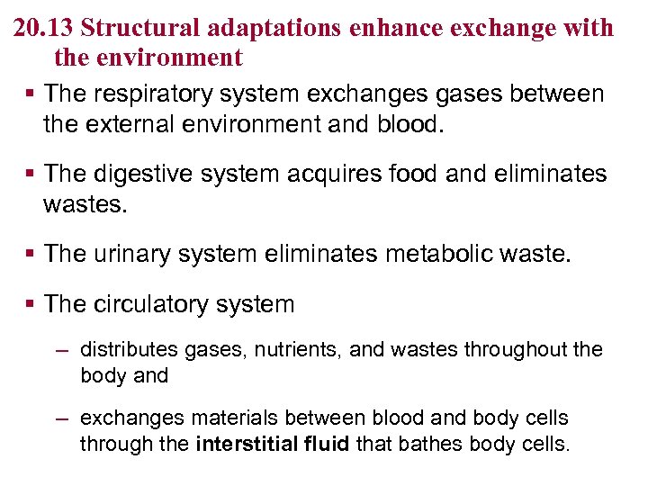 20. 13 Structural adaptations enhance exchange with the environment § The respiratory system exchanges
