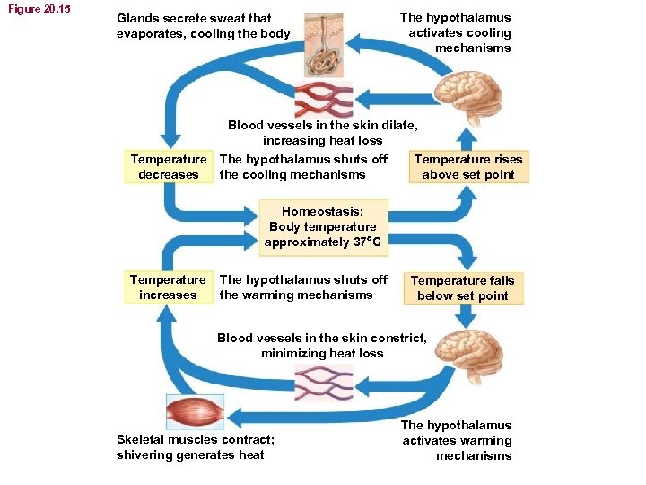 Figure 20. 15 Glands secrete sweat that evaporates, cooling the body The hypothalamus activates