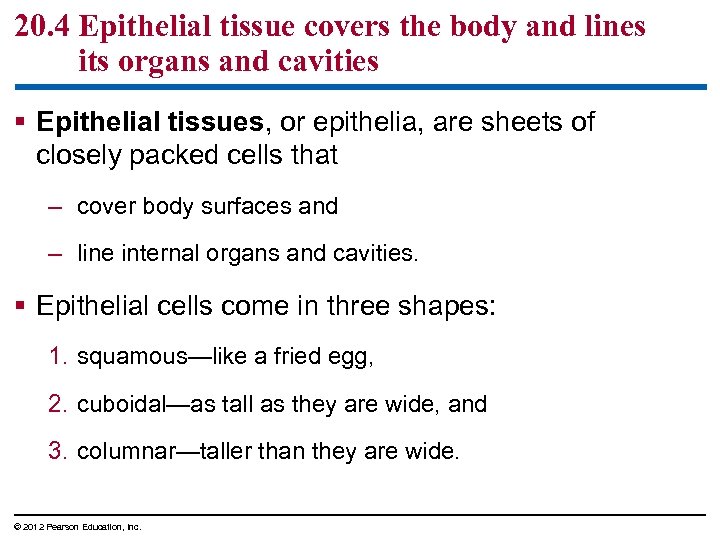 20. 4 Epithelial tissue covers the body and lines its organs and cavities §
