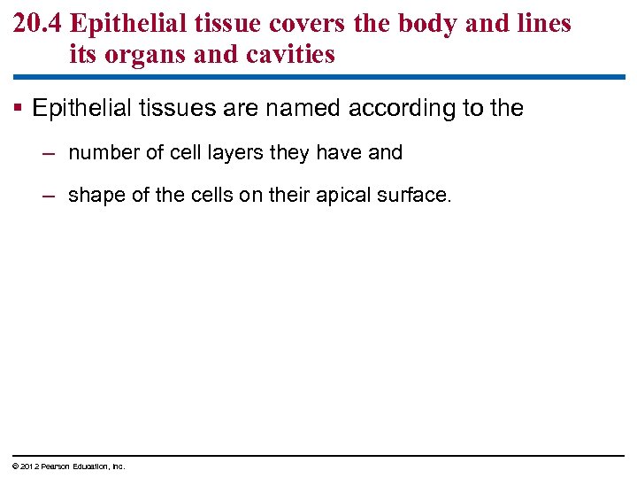 20. 4 Epithelial tissue covers the body and lines its organs and cavities §