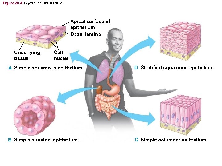 Figure 20. 4 Types of epithelial tissue Apical surface of epithelium Basal lamina Underlying