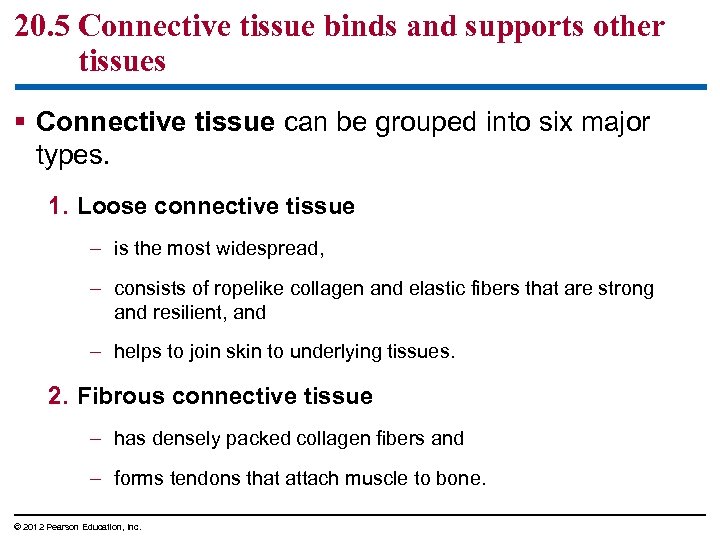20. 5 Connective tissue binds and supports other tissues § Connective tissue can be