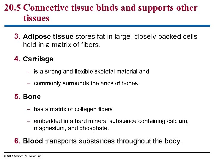 20. 5 Connective tissue binds and supports other tissues 3. Adipose tissue stores fat
