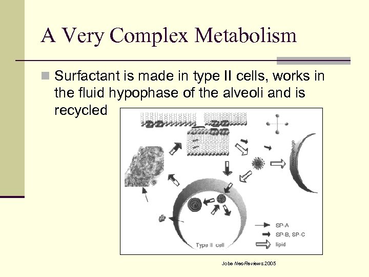 A Very Complex Metabolism n Surfactant is made in type II cells, works in