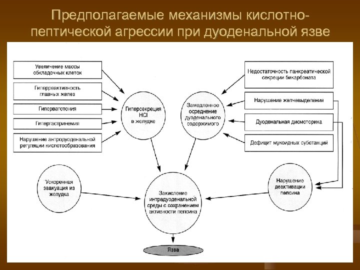 Предполагаемые механизмы кислотнопептической агрессии при дуоденальной язве 