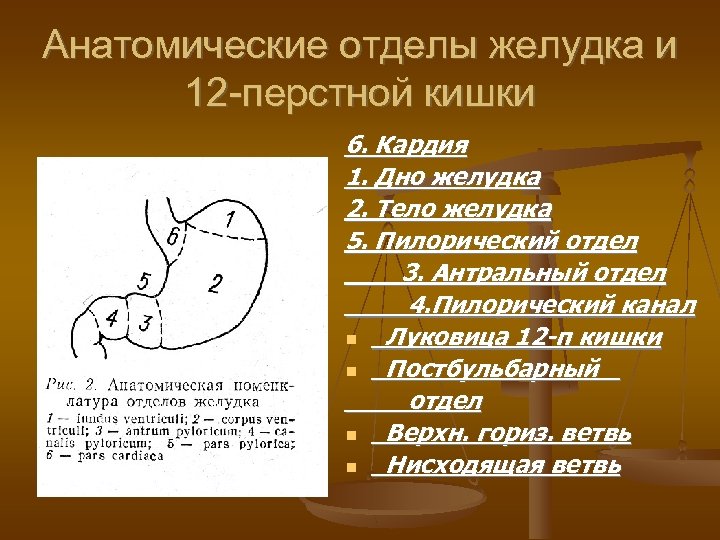 Анатомические отделы желудка и 12 -перстной кишки 6. Кардия 1. Дно желудка 2. Тело