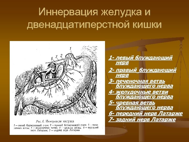 Иннервация желудка и двенадцатиперстной кишки 1 - левый блуждающий нерв 2 - правый блуждающий