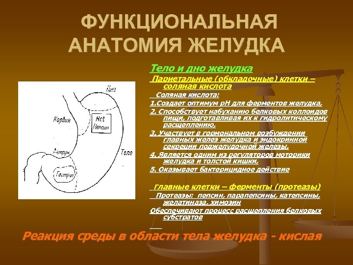 ФУНКЦИОНАЛЬНАЯ АНАТОМИЯ ЖЕЛУДКА Тело и дно желудка Париетальные (обкладочные) клетки – соляная кислота Соляная