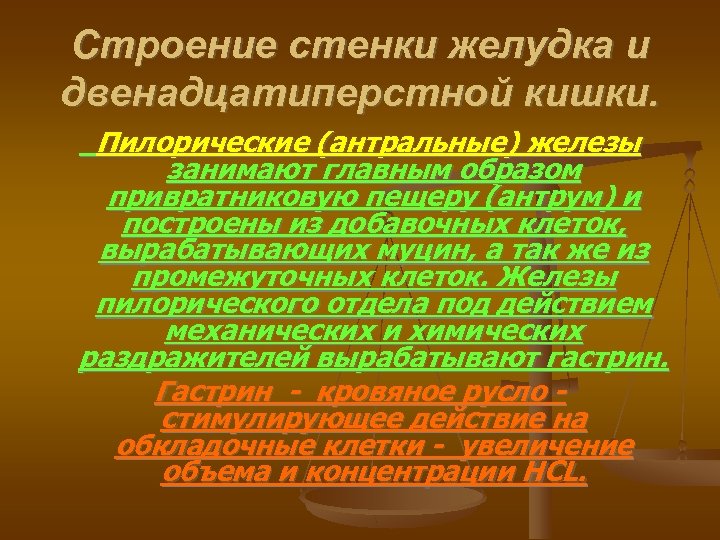Строение стенки желудка и двенадцатиперстной кишки. Пилорические (антральные) железы занимают главным образом привратниковую пещеру