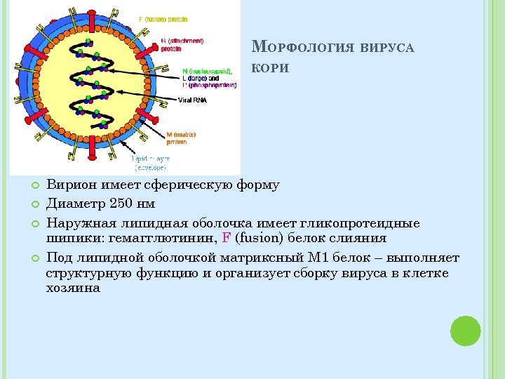МОРФОЛОГИЯ ВИРУСА КОРИ Вирион имеет сферическую форму Диаметр 250 нм Наружная липидная оболочка имеет