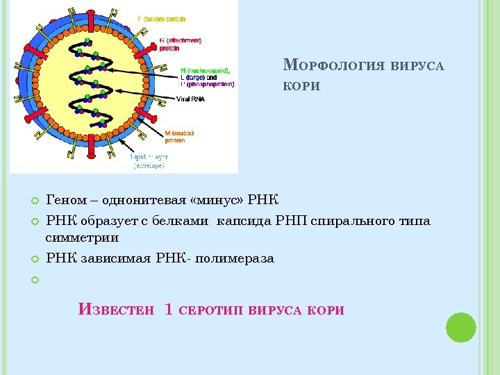 МОРФОЛОГИЯ ВИРУСА КОРИ Геном – однонитевая «минус» РНК образует с белками капсида РНП спирального