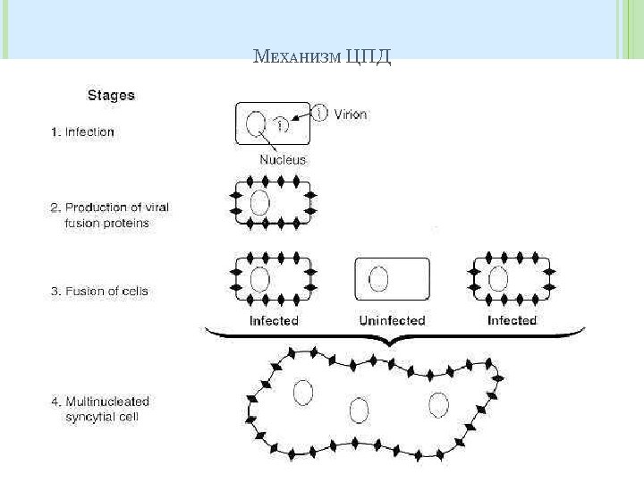 МЕХАНИЗМ ЦПД 
