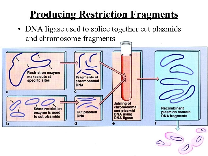 Producing Restriction Fragments • DNA ligase used to splice together cut plasmids and chromosome