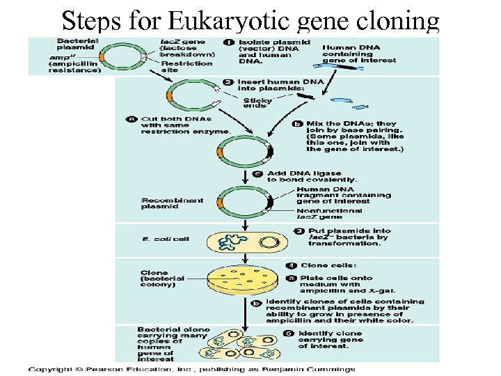 Steps for Eukaryotic gene cloning 