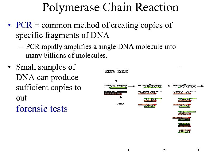 Polymerase Chain Reaction • PCR = common method of creating copies of specific fragments