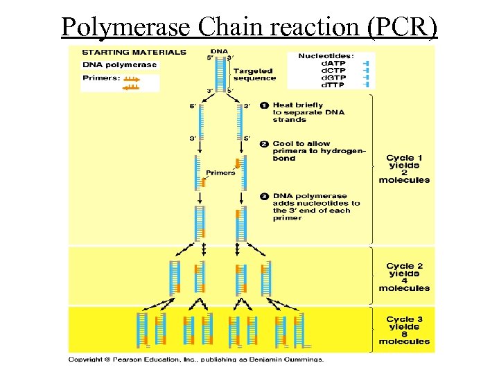 Polymerase Chain reaction (PCR) 