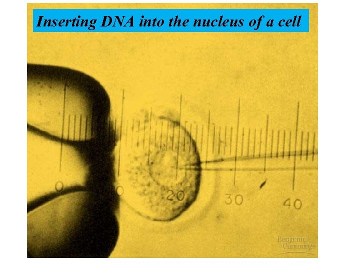 Inserting DNA into the nucleus of a cell 