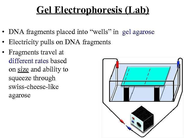 Gel Electrophoresis (Lab) • DNA fragments placed into “wells” in gel agarose • Electricity