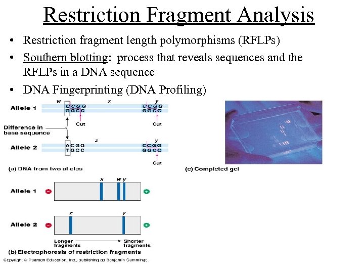 Restriction Fragment Analysis • Restriction fragment length polymorphisms (RFLPs) • Southern blotting: process that