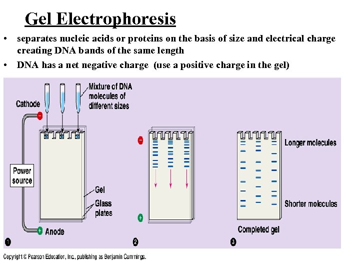 Gel Electrophoresis • separates nucleic acids or proteins on the basis of size and