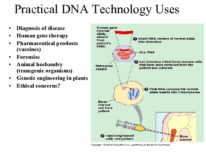 Practical DNA Technology Uses • Diagnosis of disease • Human gene therapy • Pharmaceutical