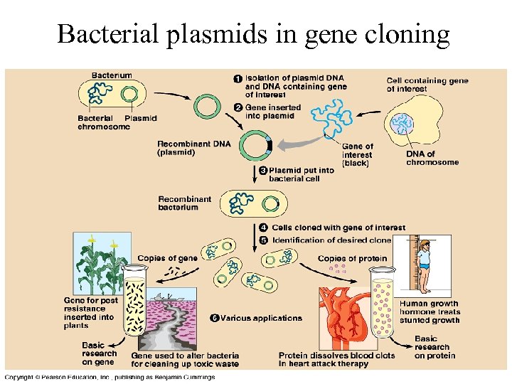 Bacterial plasmids in gene cloning 