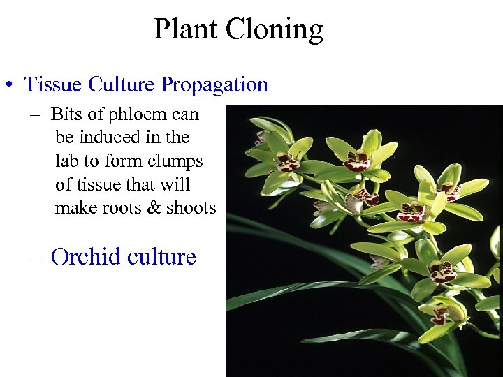 Plant Cloning • Tissue Culture Propagation – Bits of phloem can be induced in
