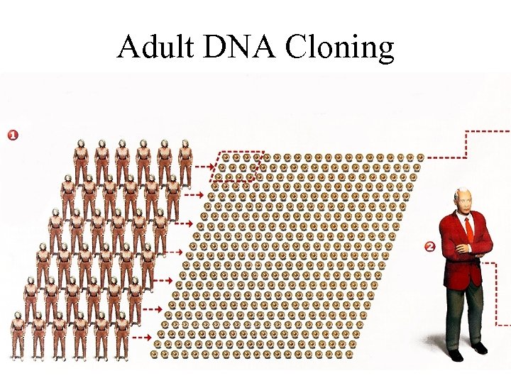 Adult DNA Cloning 