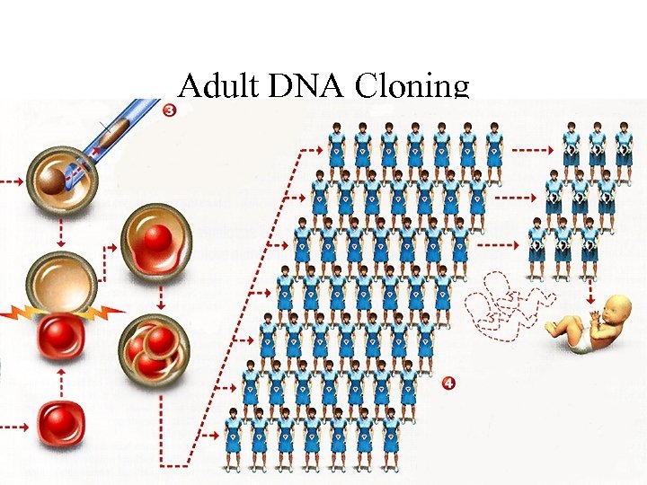 Adult DNA Cloning 