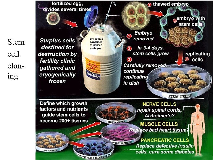 Stem cell cloning 