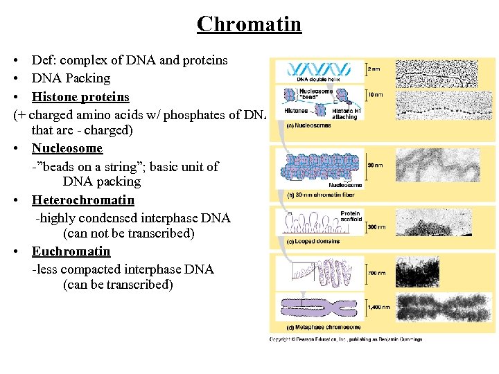 Chromatin • Def: complex of DNA and proteins • DNA Packing • Histone proteins