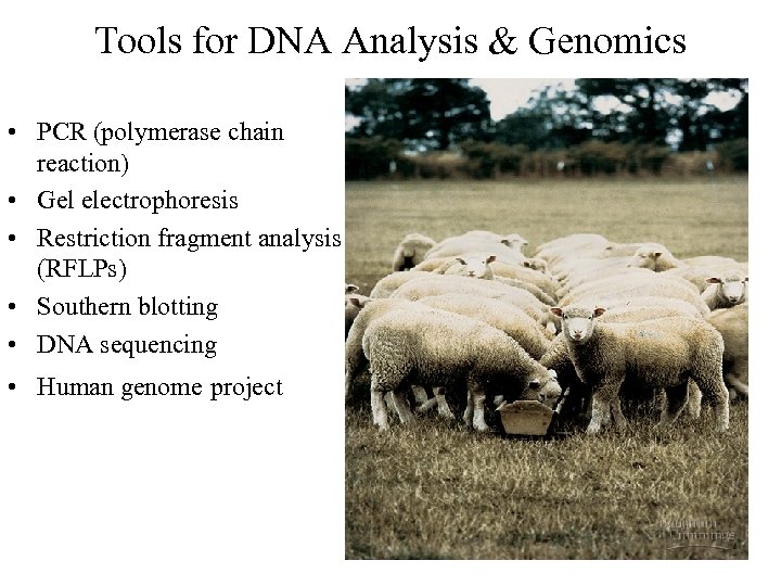 Tools for DNA Analysis & Genomics • PCR (polymerase chain reaction) • Gel electrophoresis