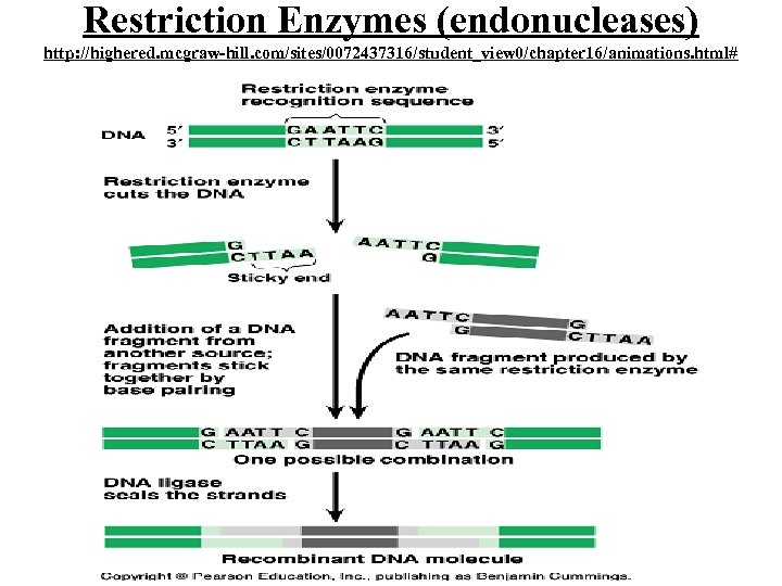 Restriction Enzymes (endonucleases) http: //highered. mcgraw-hill. com/sites/0072437316/student_view 0/chapter 16/animations. html# 