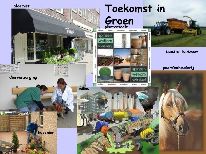 Toekomst in Groen bloemist plantenteelt Land en tuinbouw paardenhouderij dierverzorging milieu hovenier 