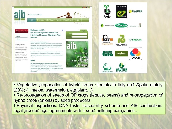  • Vegetative propagation of hybrid crops : tomato in Italy and Spain, mainly