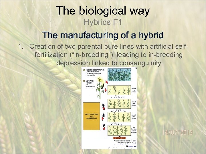 The biological way Hybrids F 1 The manufacturing of a hybrid 1. Creation of