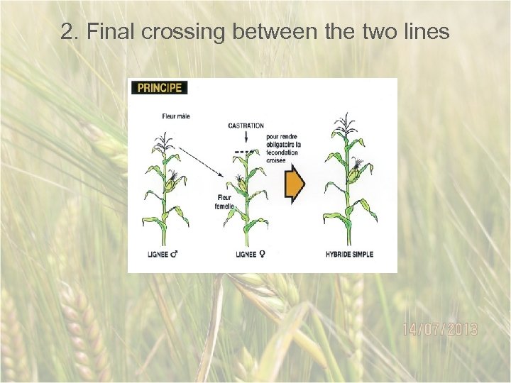 2. Final crossing between the two lines 