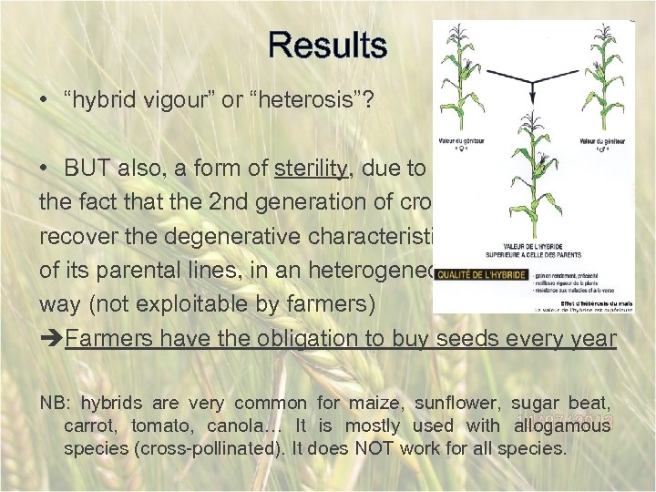 Results • “hybrid vigour” or “heterosis”? • BUT also, a form of sterility, due