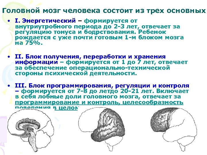 Энергетический блок мозга блок регуляции тонуса и бодрствования презентация