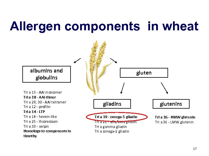 Allergen components in wheat albumins and globulins Tri a 15 - AAI monomer Tri