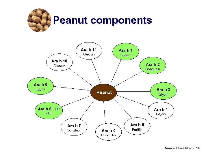 Peanut components Ara h 11 Ara h 1 Oleosin Vicilin Ara h 10 Ara