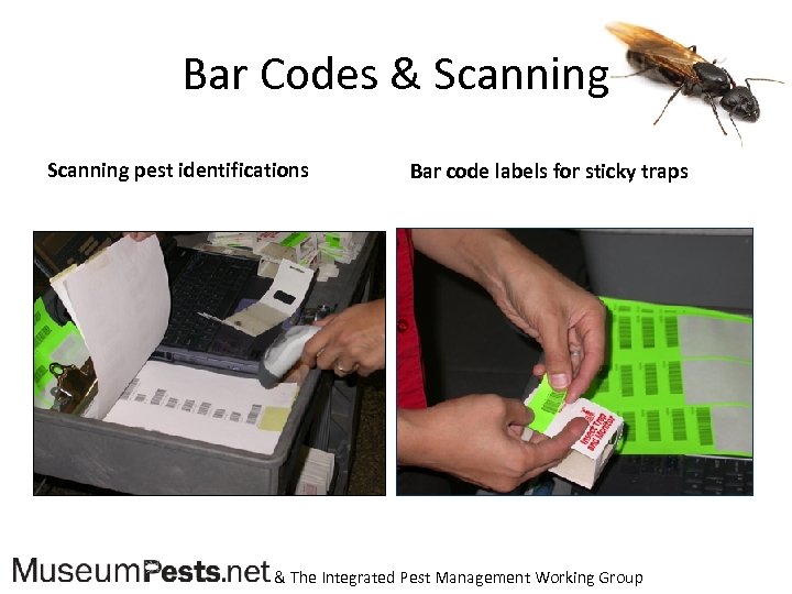 Bar Codes & Scanning pest identifications Bar code labels for sticky traps & The