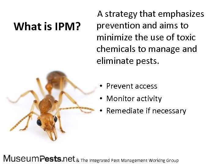 What is IPM? A strategy that emphasizes prevention and aims to minimize the use