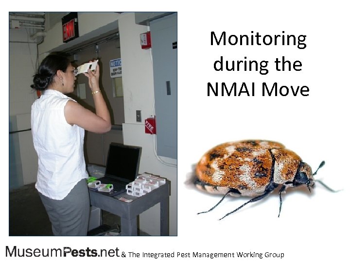 Monitoring during the NMAI Move & The Integrated Pest Management Working Group 