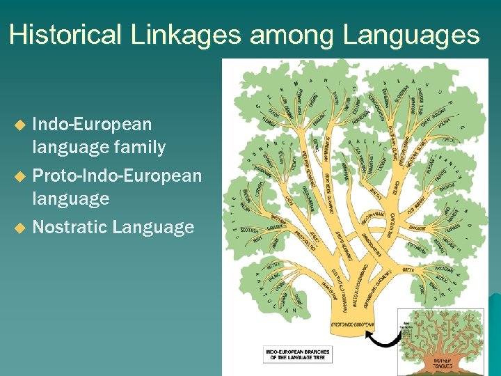 Historical Linkages among Languages Indo-European language family u Proto-Indo-European language u Nostratic Language u