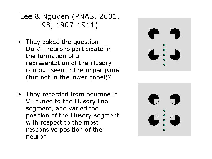 Lee & Nguyen (PNAS, 2001, 98, 1907 -1911) • They asked the question: Do