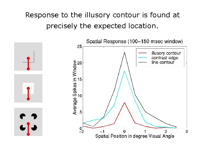 Response to the illusory contour is found at precisely the expected location. 