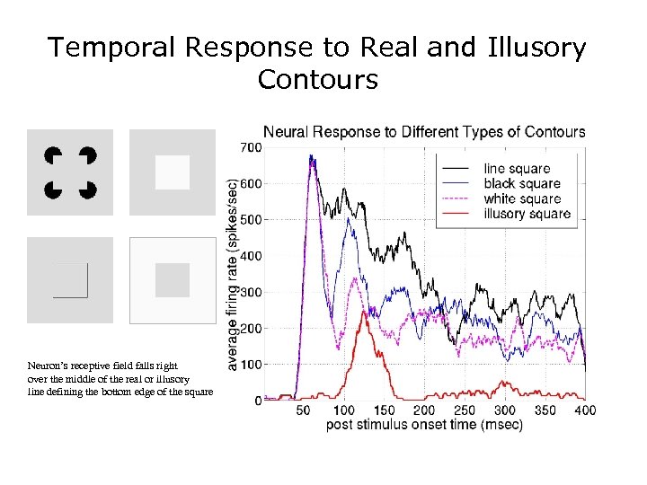 Temporal Response to Real and Illusory Contours Neuron’s receptive field falls right over the
