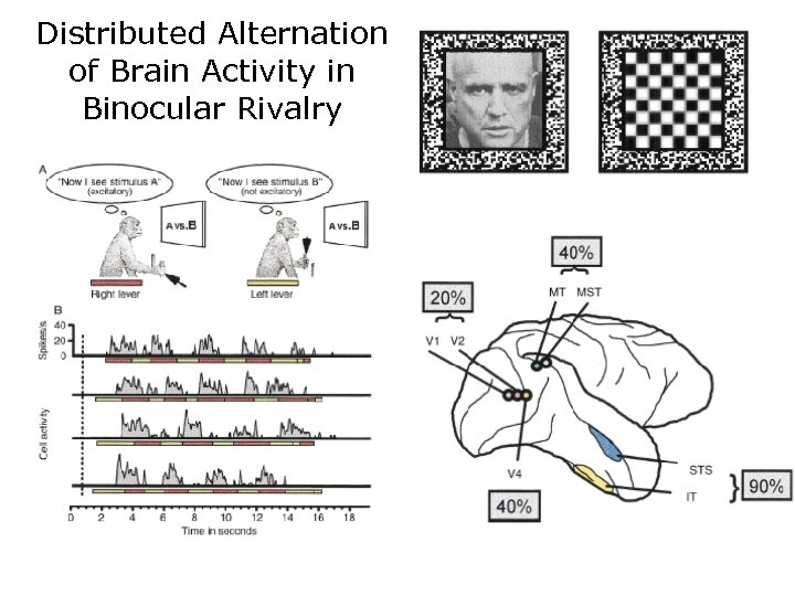 Distributed Alternation of Brain Activity in Binocular Rivalry 