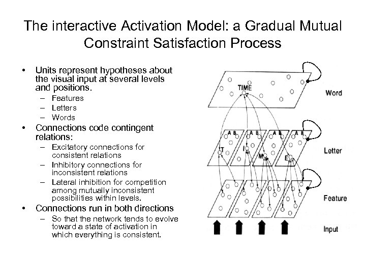 The interactive Activation Model: a Gradual Mutual Constraint Satisfaction Process • Units represent hypotheses